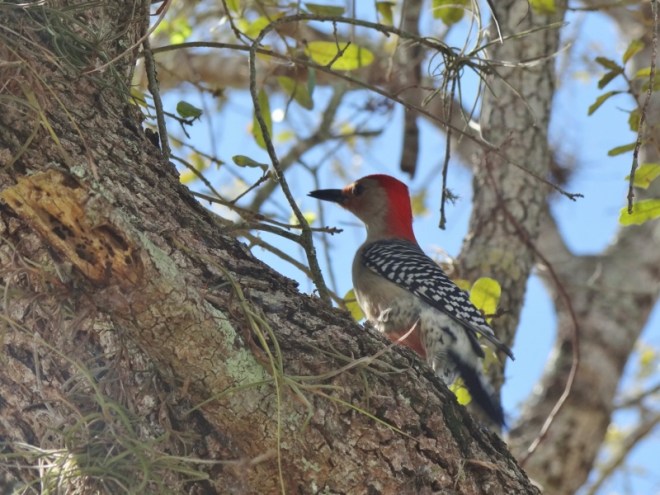 Red-bellied woodpecker in that old tree