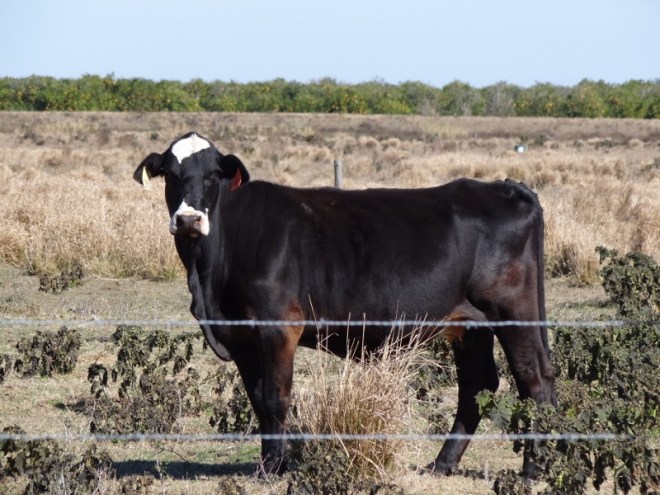 I'm sure someone knows what breed this is