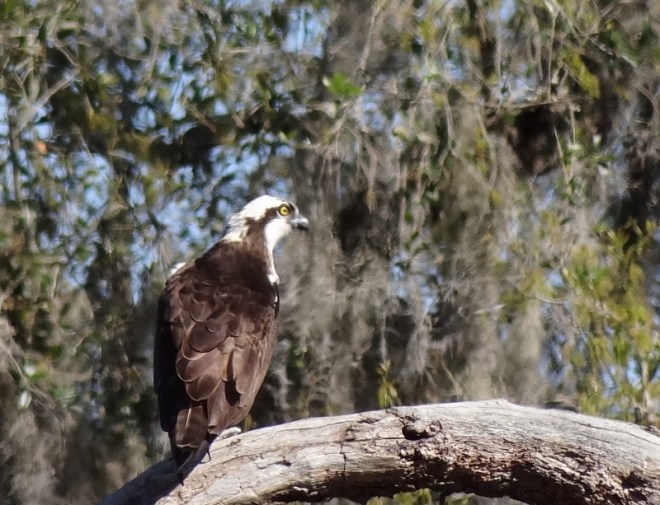 Yes another osprey; I liked the background