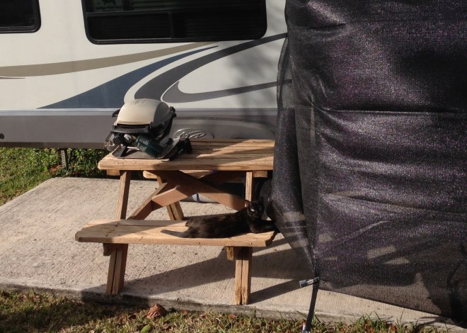 One of the park cats enjoys a quick play with a sunshade