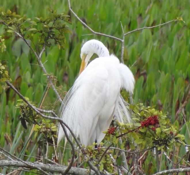 This great egret was a delight to watch