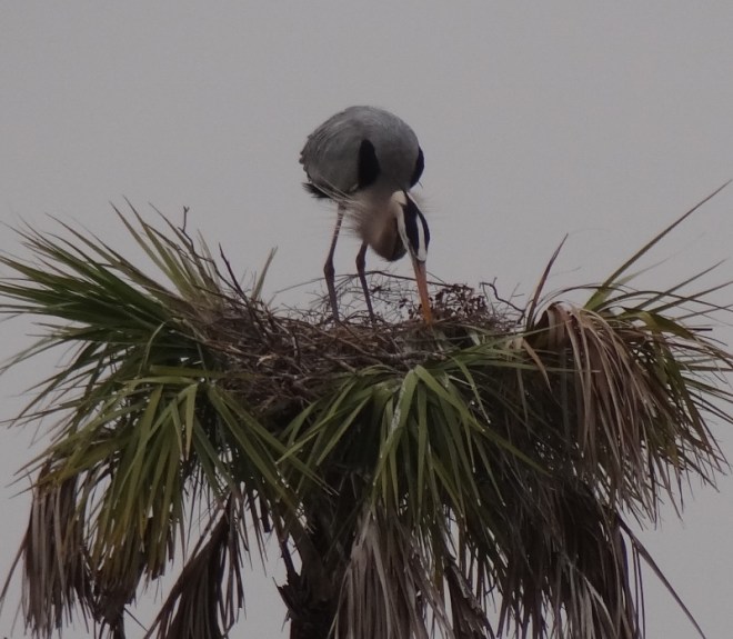 This great blue heron enjoys a tree top snack