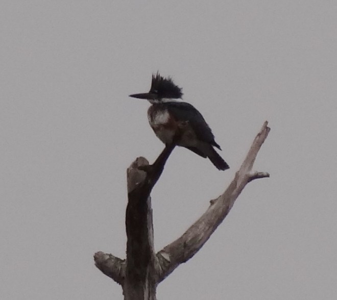 A female belted kingfisher