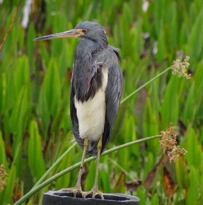 A tricolor heron- front view, neck in