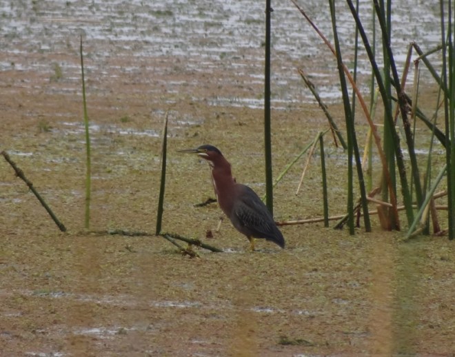 This green heron- bet you expected something better- but wait...