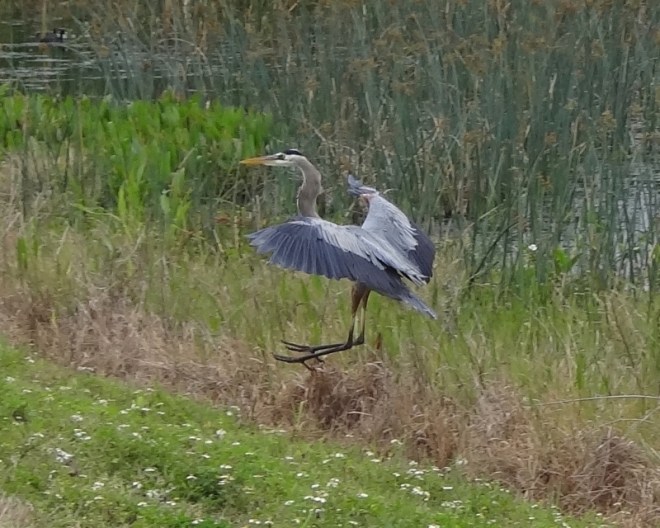 I got three good shots of this gal; the final as she landed