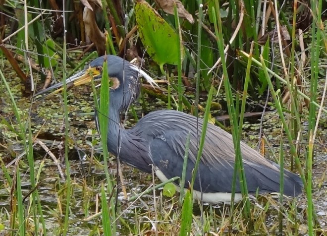 Another tricolor finds lunch