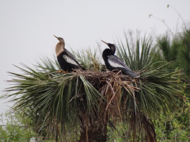 Anhinga couple; perfect mates