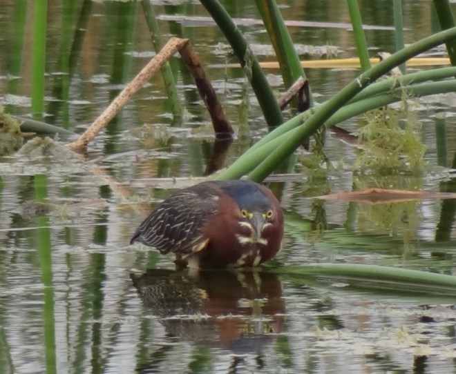 Yes, the same guy- stalking lunch. Stayed there at least 15 ins