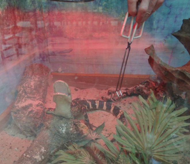 Feeding time for a one-year old gator