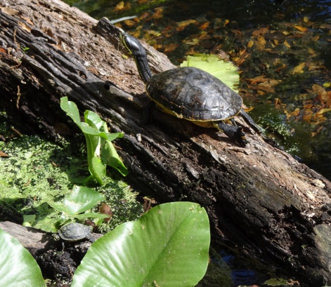 Adult and jr. yellow sliders enjoy the sun