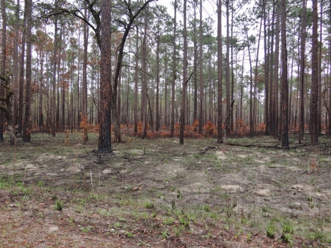The prescribed burns allow grasses, shrubs and other small plants to grow