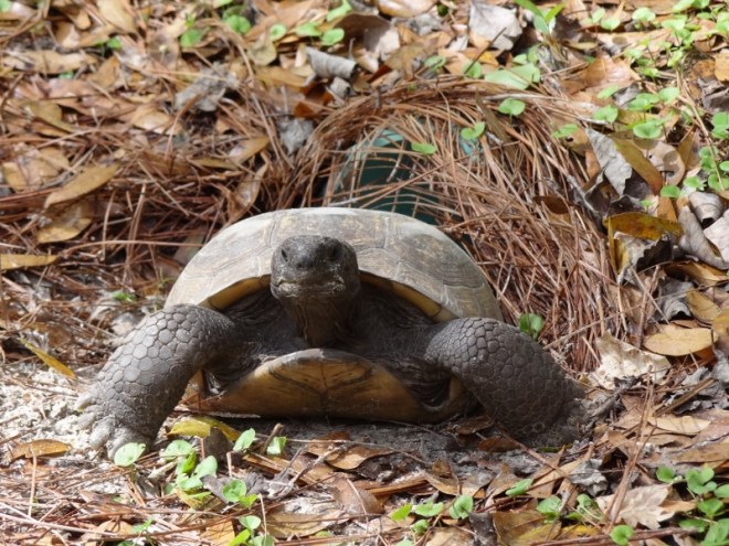 Couldn't make him smile, but he didn't run and hide like his neighbor