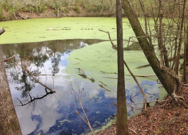 River sink. The water swirls down the drain, giving the turtles on the logs a calm ride.