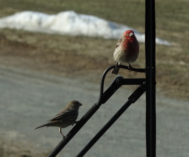 Mr & Mrs House Finch check out the new windshield and us!