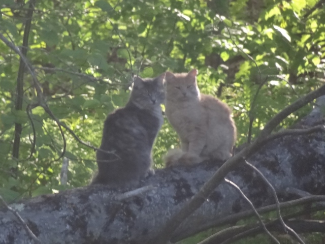 He and she Maine Coon Cats