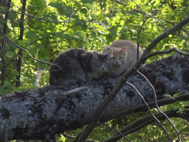 Russ gets their keen attention