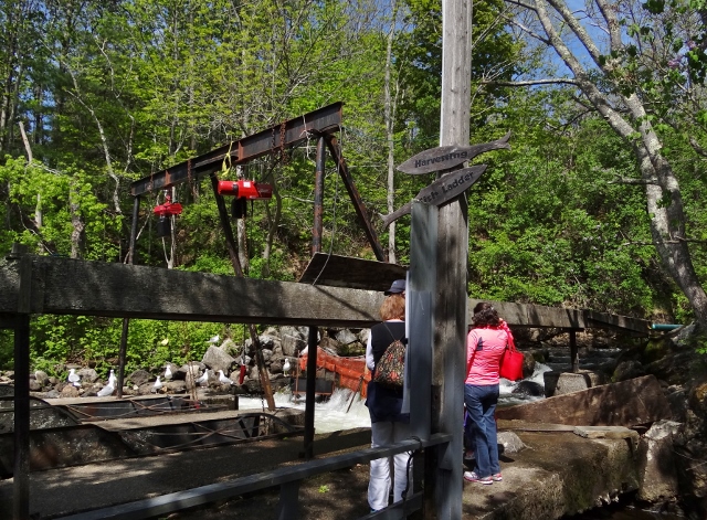 Harvesting begins second week of May- lots of scooping.