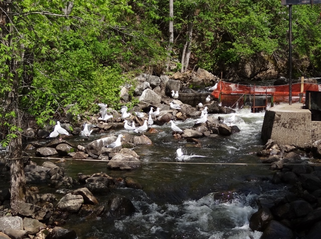 Gulls try hard to snag a fish