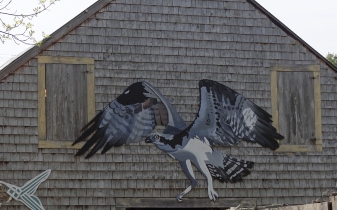 osprey enjoy alewives too