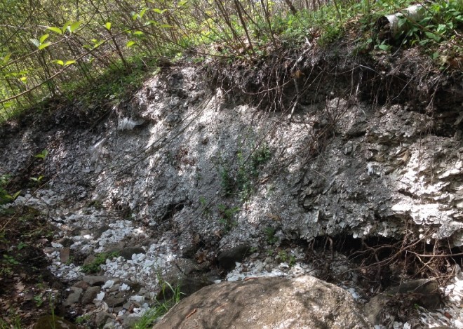 Whaleback Shell Midden- exposed shells after artifact digging