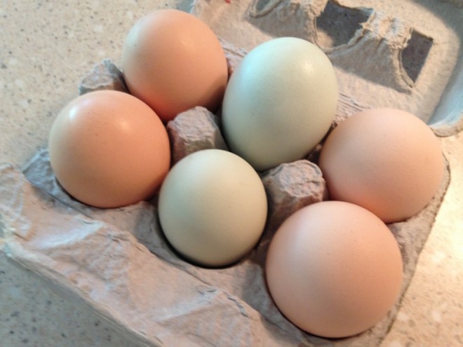 The variety pack is always what you get