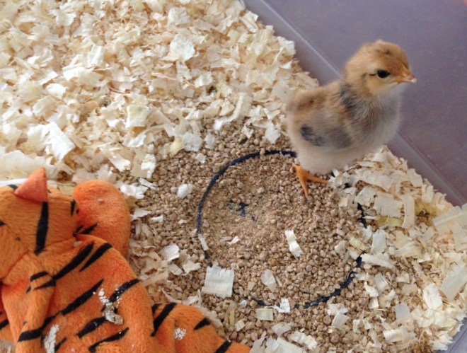 Rhode Island Red chick- sooo sweet!