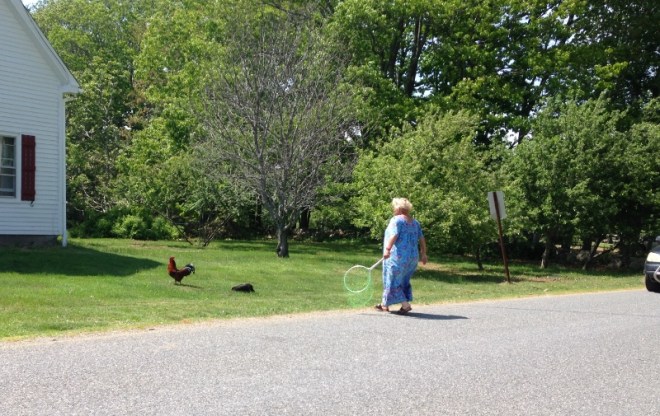 chicks cross road; stops traffic
