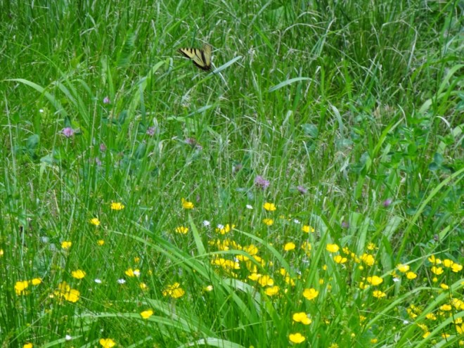 Pretty field flowers and butterfly next to our site.