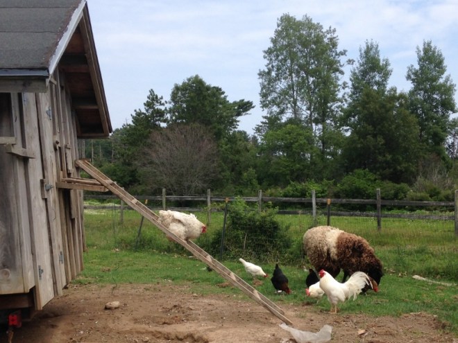 careful now, rung by rung