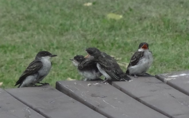 A young family of Eastern Kingbirds. Here's mama with food!!