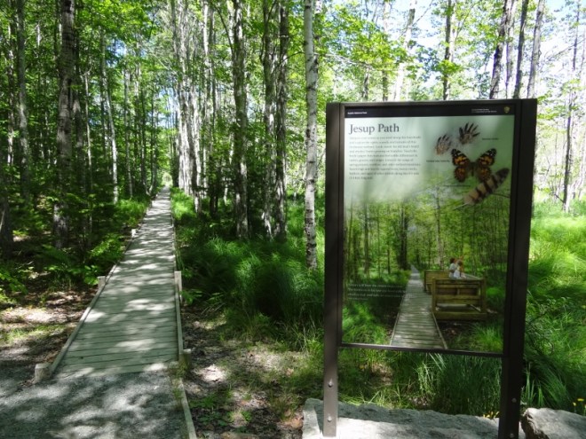 Easy walk along boardwalk- Jesup Path