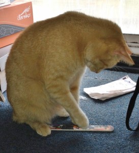 Freya loves the cat emery board