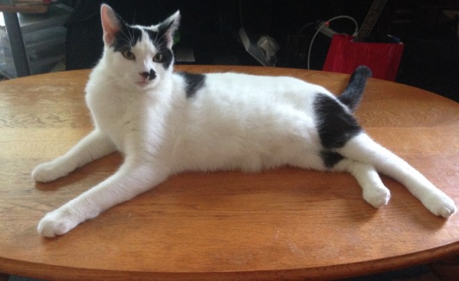 Moo as he rules the table