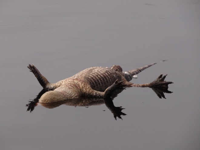 very dead, very bloated as he flaoted by with the ebb tide past the marinas