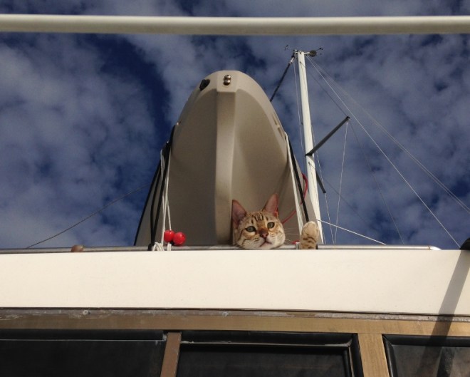 Some cats are cute all the time