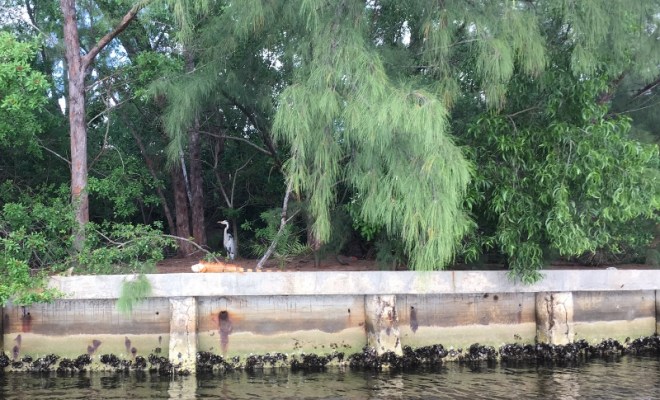 Christmas Day dinghy tour about