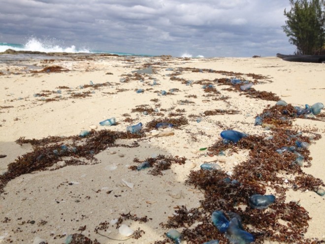 Blue condom beach 2 days after we crossed to Bimini- lots of sea glass too