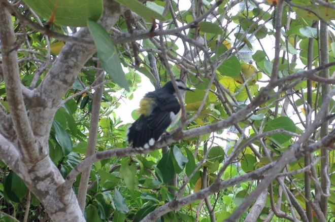 Banaquit- looking to attract a mate