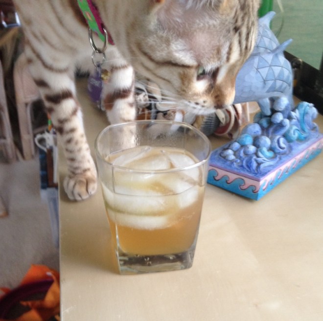 My favorite Spot who shares my love of Ann's homemade gourmet tonic water