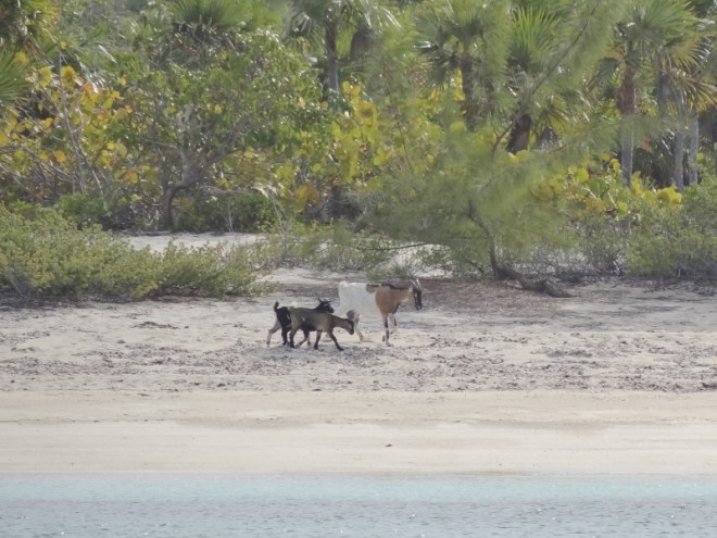 goats on Big Farmers S anchorage