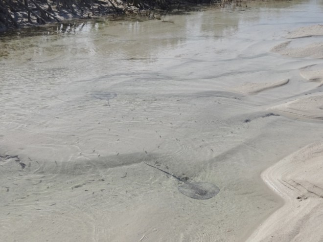 lower tide BF tidal creek