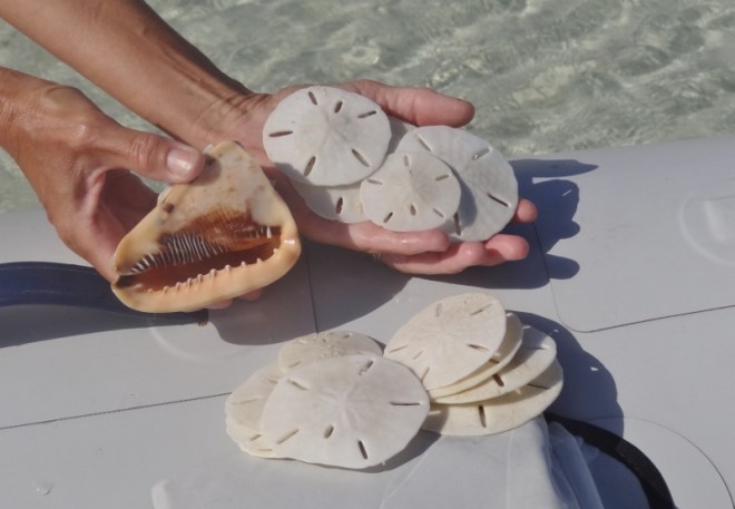 Helmet shell- excellent specimen and scads of sand dollars