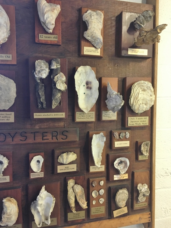 One half of a display of unusual oysters from around the world