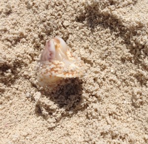 see the fleshy part in front