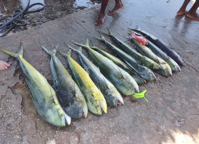 Many Mahi Mahi