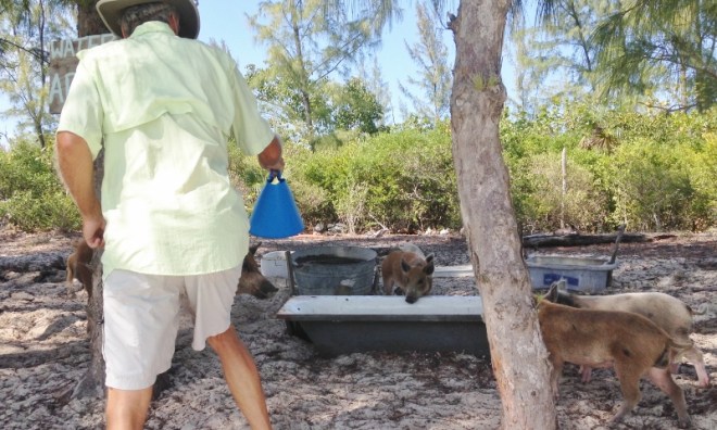 Yum, fresh water in the drink trough