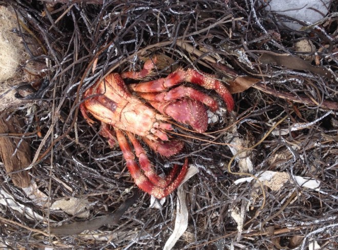 A deceased, out of his shell, hermit crab