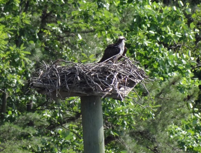 And so she waits, and waits