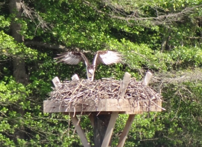 While in the neighbor's nest....